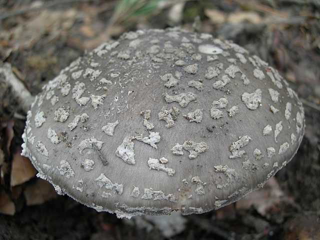 Primizie estive nel Jura francese